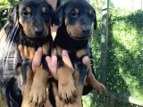 Mükemmel  Doberman  Yavrularım