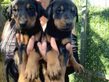 Mükemmel  Doberman  Yavrularım