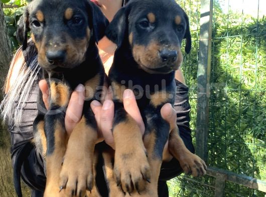 Mükemmel  Doberman  Yavrularım görsel