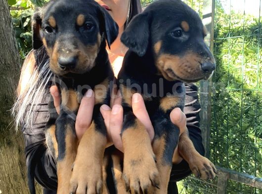 Mükemmel  doberman  yavrularım