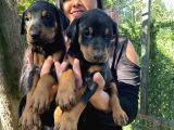 Mükemmel  Doberman  Yavrularım