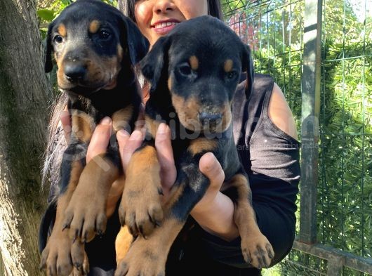 Mükemmel  Doberman  Yavrularım görsel