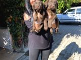 Safkan Çikolata Labrador Yavrular