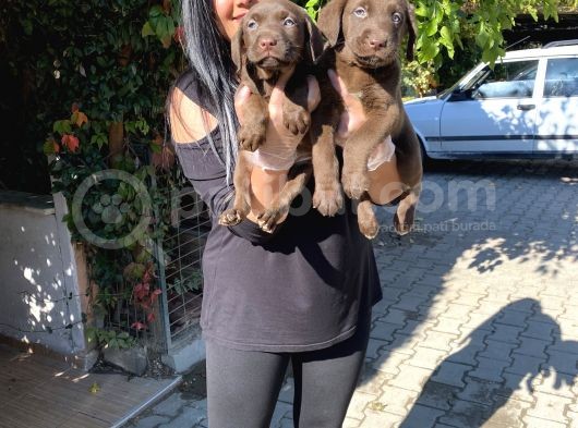 Safkan Çikolata Labrador Yavrular görsel