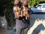 Safkan Çikolata Labrador Yavrular