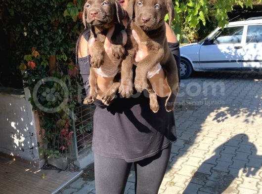 Safkan Çikolata Labrador Yavrular görsel
