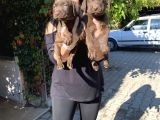 Safkan Çikolata Labrador Yavrular