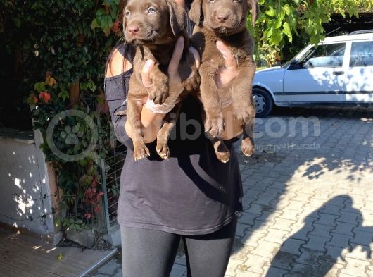 Safkan Çikolata Labrador Yavrular görsel