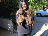 Safkan Çikolata Labrador Yavrular