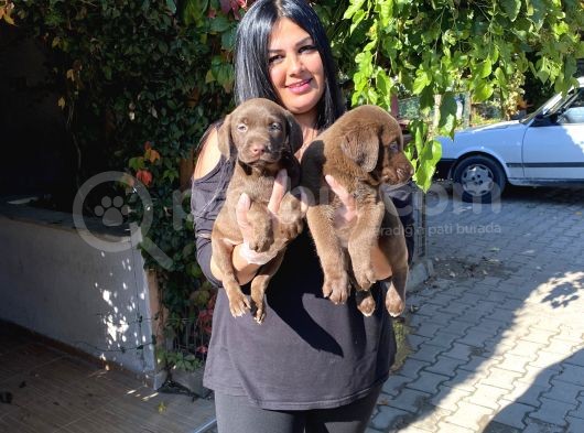 Safkan Çikolata Labrador Yavrular görsel