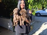 Safkan Çikolata Labrador Yavrular