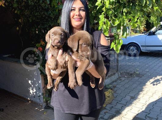Safkan Çikolata Labrador Yavrular görsel