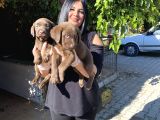 Safkan çikolata labrador yavrular