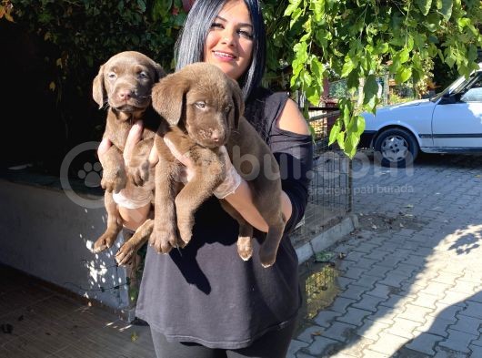 Safkan çikolata labrador yavrular