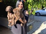 Safkan Çikolata Labrador Yavrular