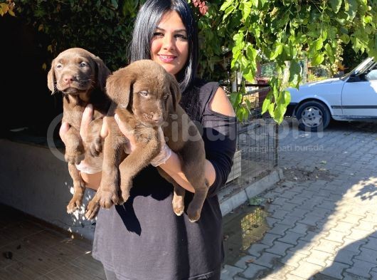 Safkan Çikolata Labrador Yavrular görsel