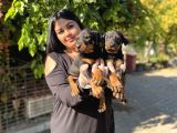 Safkan Doberman Yavrularım