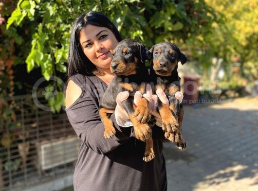 Safkan Doberman Yavrularım görsel