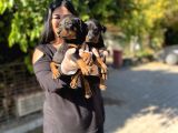 Safkan Doberman Yavrularım