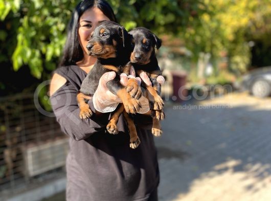 Safkan Doberman Yavrularım görsel