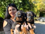 Safkan doberman yavrularım