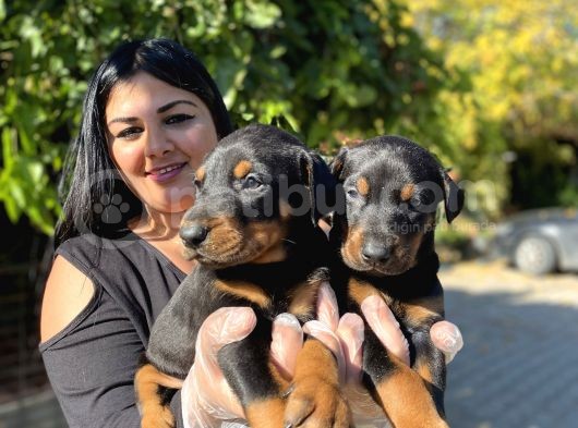 Safkan doberman yavrularım