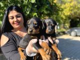 Safkan Doberman Yavrularım
