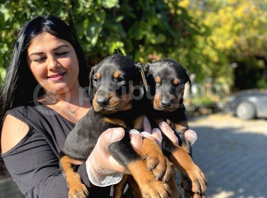 Safkan Doberman Yavrularım görsel