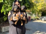 Safkan Doberman Yavrularım
