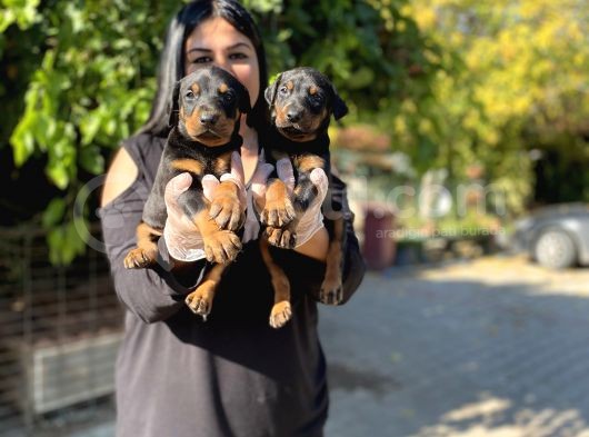 Safkan Doberman Yavrularım görsel