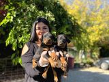 Safkan Doberman Yavrularım