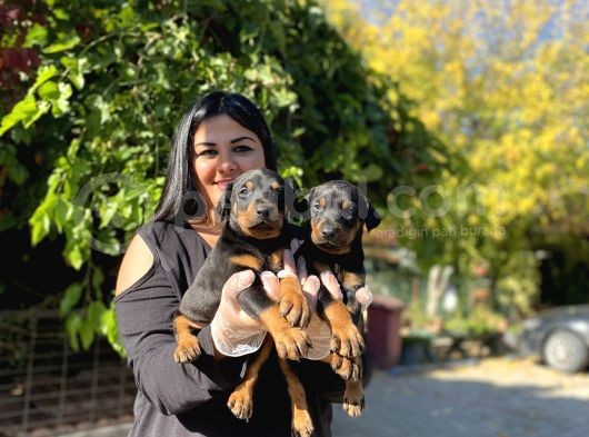 Safkan Doberman Yavrularım görsel