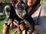 King Doberman Yavrularım