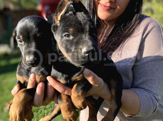 King Doberman Yavrularım görsel