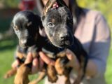 King Doberman Yavrularım