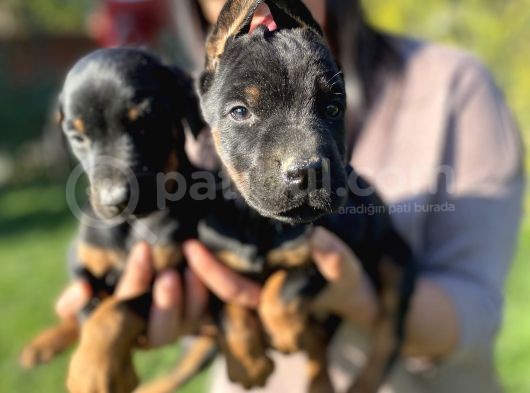 King Doberman Yavrularım görsel