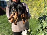 King Doberman Yavrularım