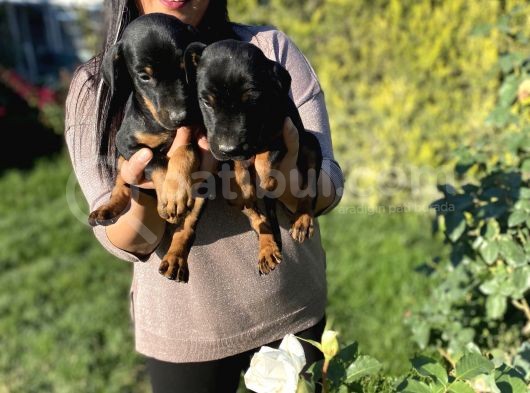 King Doberman Yavrularım görsel