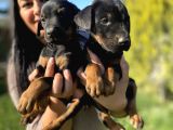 King doberman yavrularım