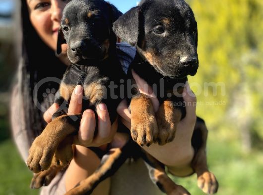 King doberman yavrularım