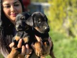 King Doberman Yavrularım
