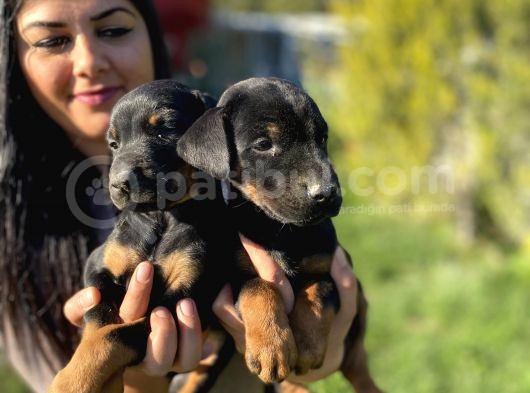 King Doberman Yavrularım görsel