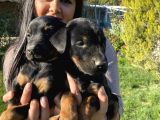 King Doberman Yavrularım