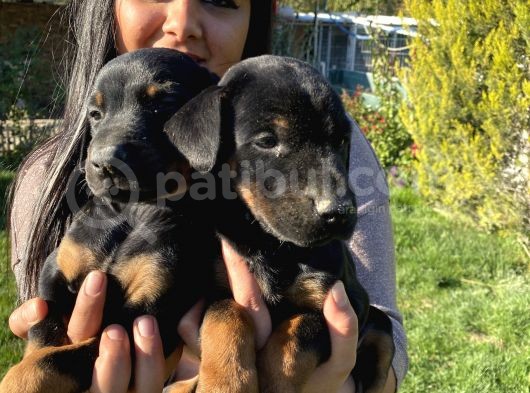 King Doberman Yavrularım görsel