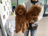 Wc Eğitimli Toy Poodle Yavrularımız