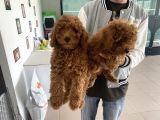 Wc Eğitimli Toy Poodle Yavrularımız