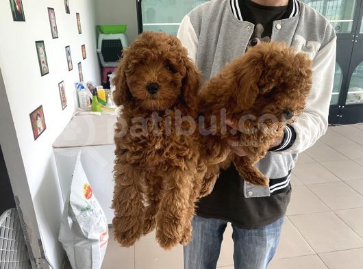 Wc Eğitimli Toy Poodle Yavrularımız görsel