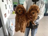 Wc Eğitimli Toy Poodle Yavrularımız