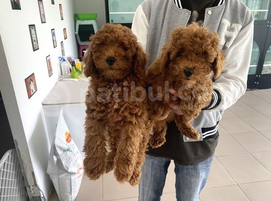Wc Eğitimli Toy Poodle Yavrularımız görsel