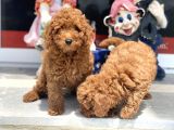 Wc Eğitimli toy poodle yavrularımız